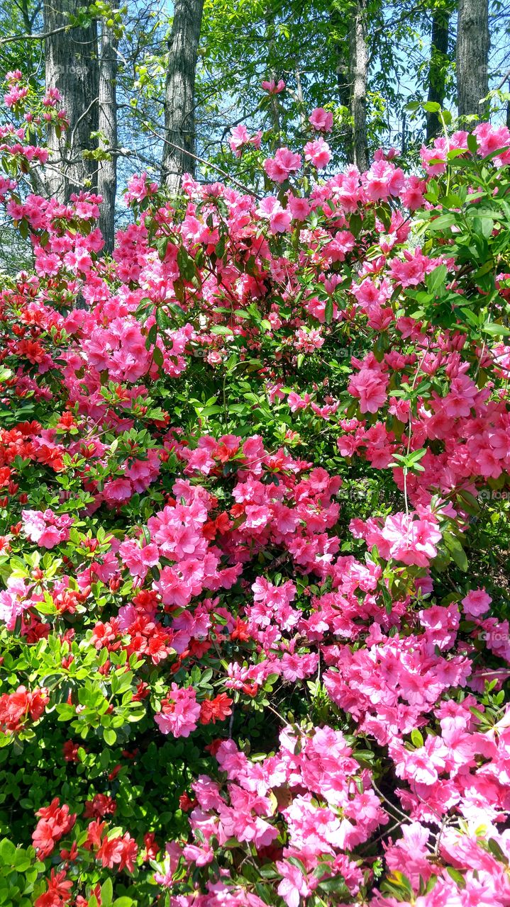 azaleas in Spring