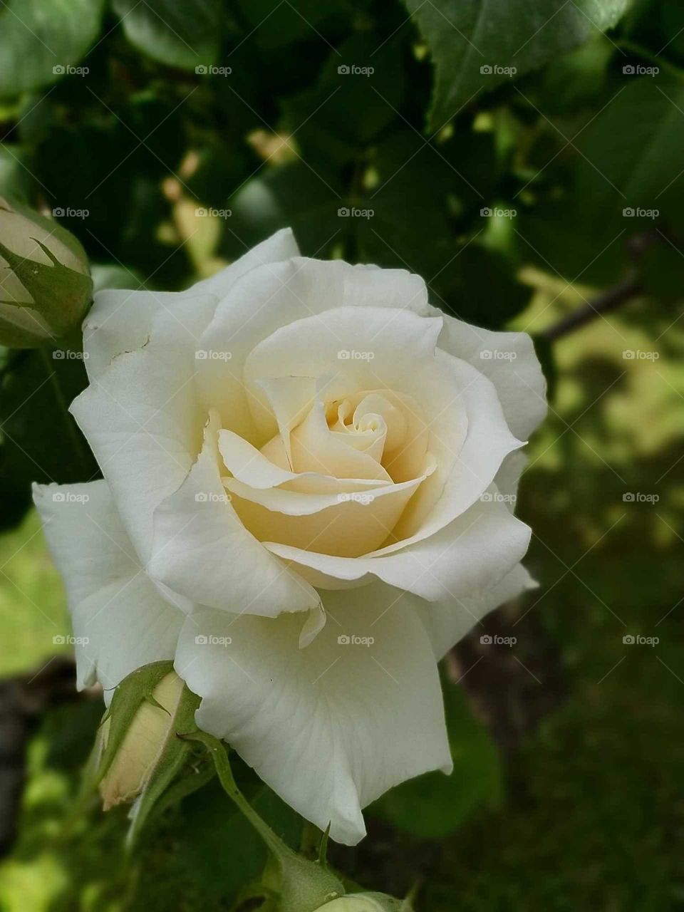 white rose