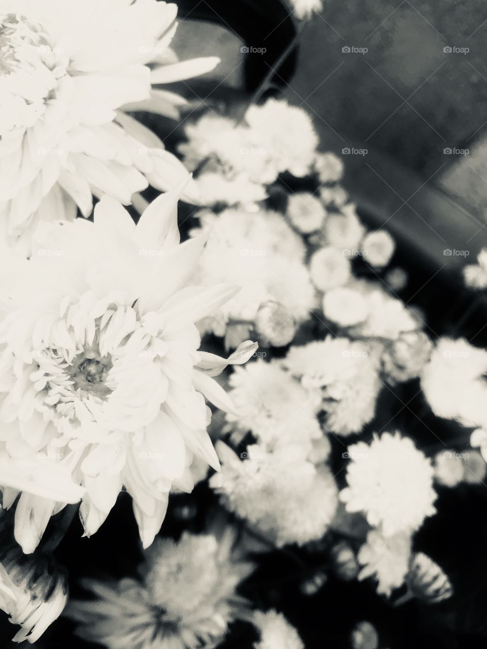 Flower, Monochrome, Nature, No Person, Flora