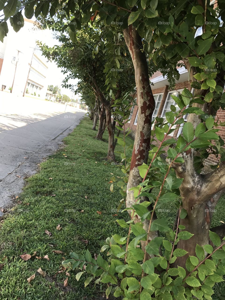 Trees lining a sidewalk!