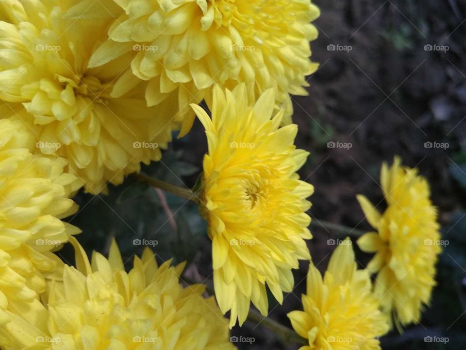 yellow flower garden in india