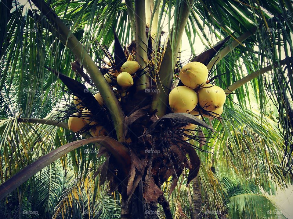Yellow coconut fruit