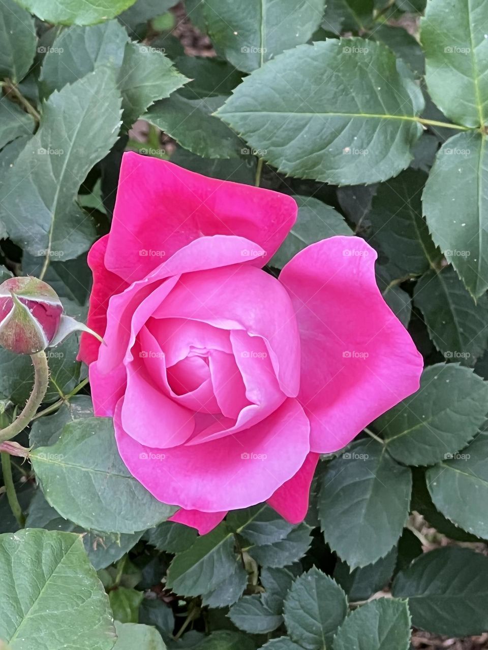 Pink Rose in Yuanshan Flower Expo Park