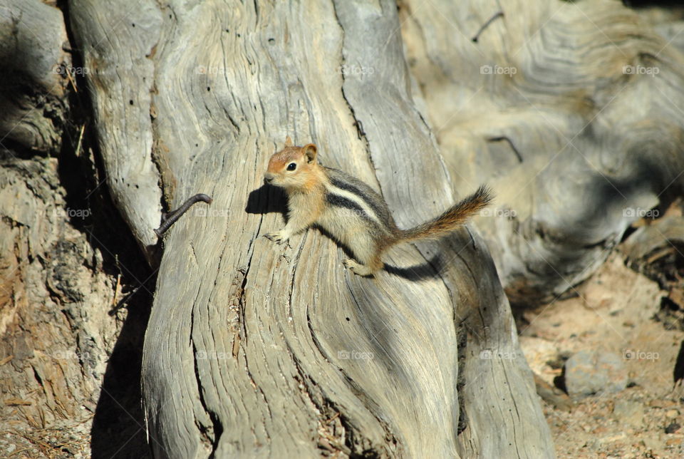 Chipmunk running thru the wild