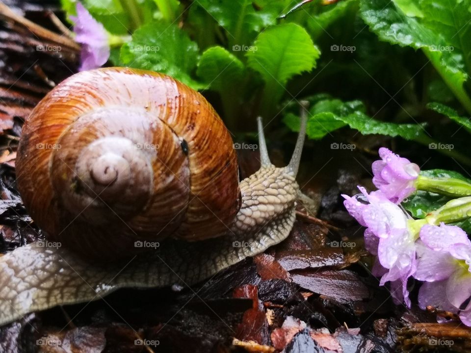 Snail in my garden