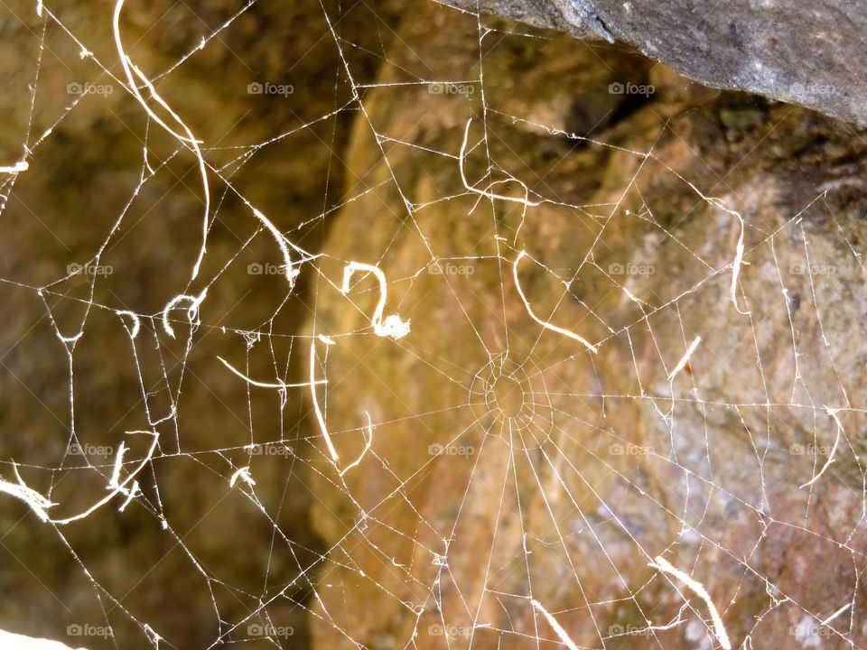 cobweb