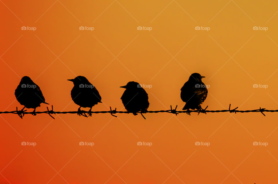 Bird, Silhouette, Crow, Wildlife, Sunset