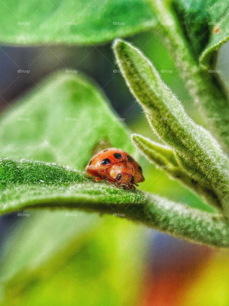 Ladybug / henosepilachna
