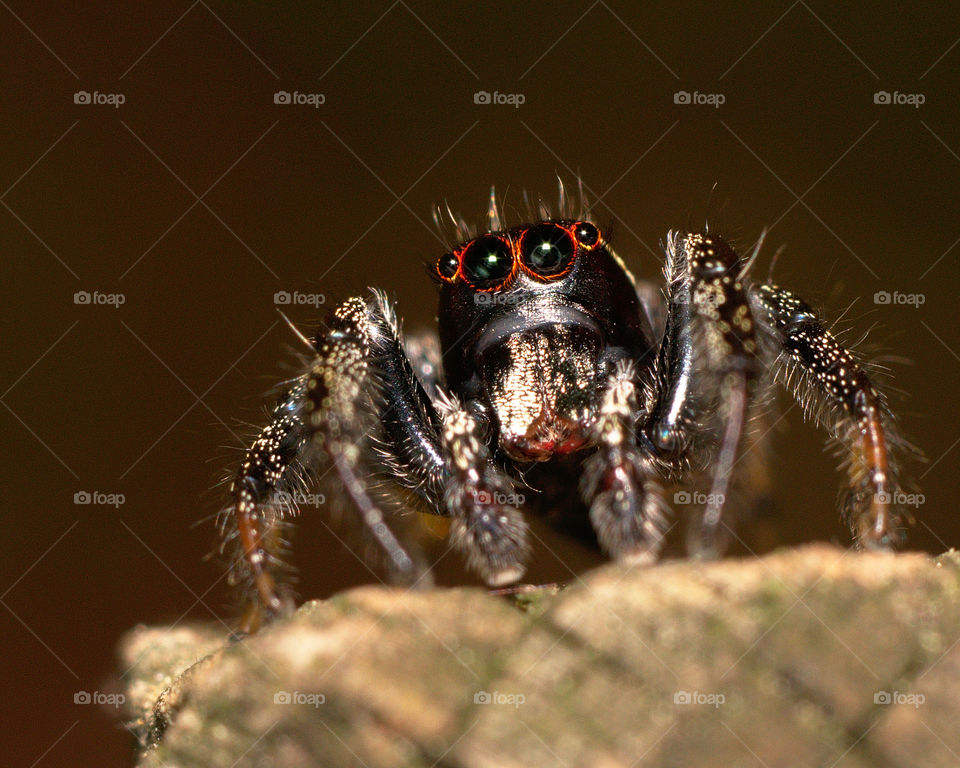 Curious little jumping spider checking out the camera lens