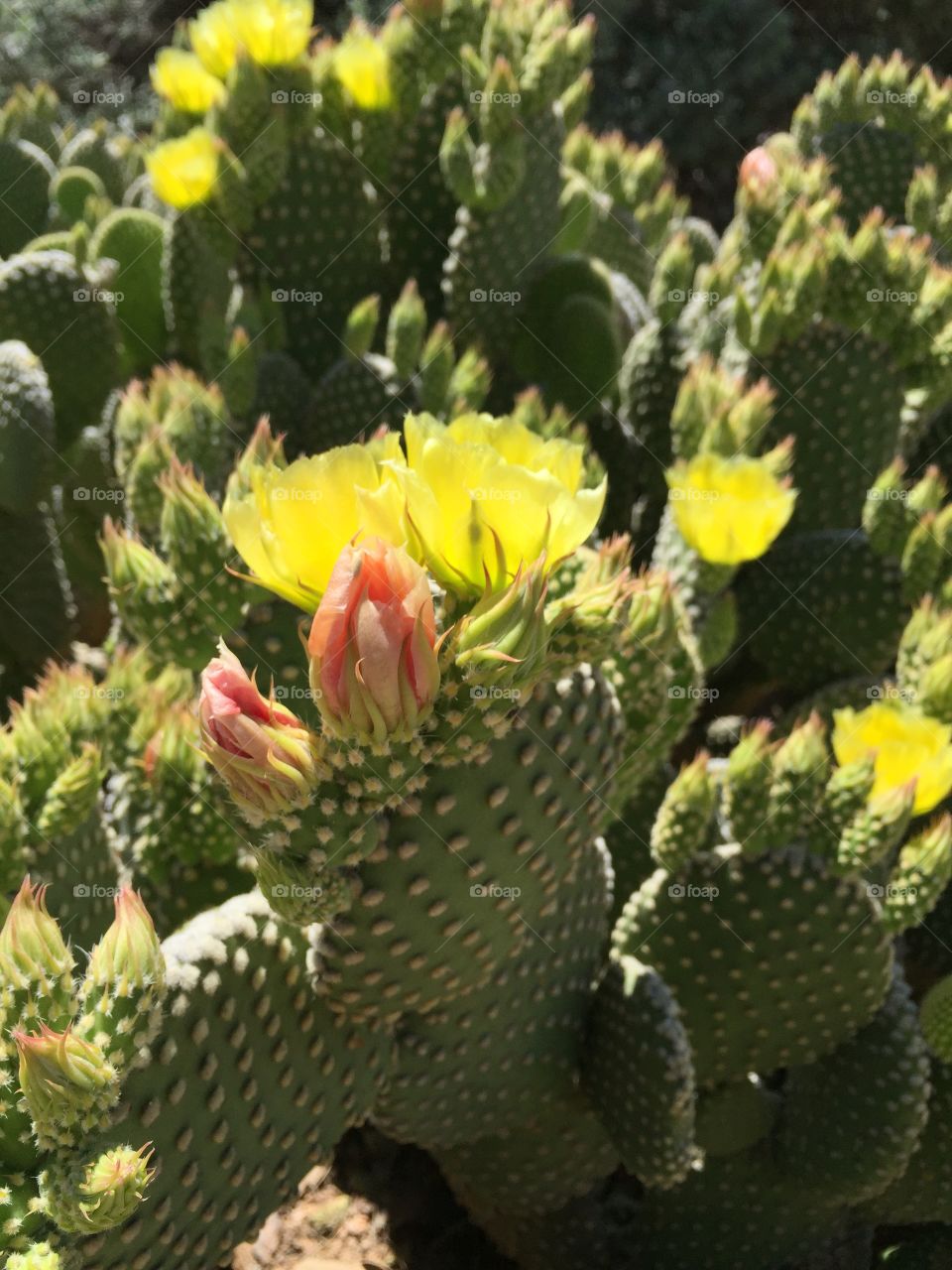 Blooming Prickly Pear Cactus 