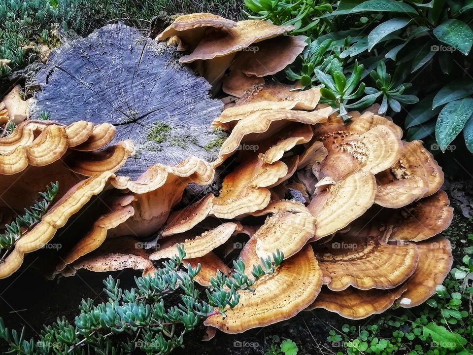 Mushrooms growing on a tree trunk