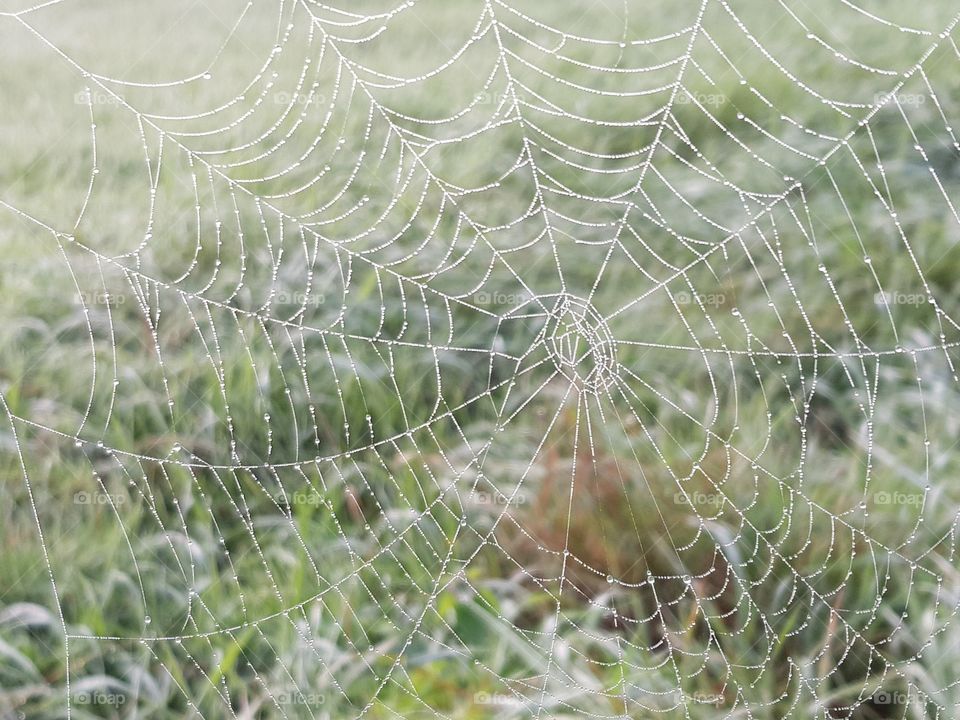 Spiderweb on a foggy morning