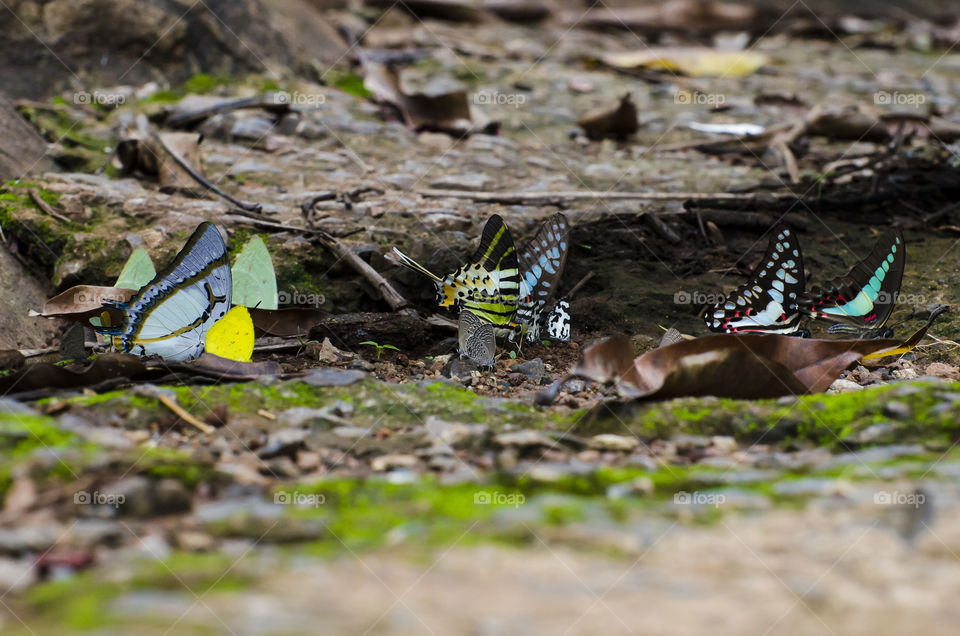 colourful butterflies