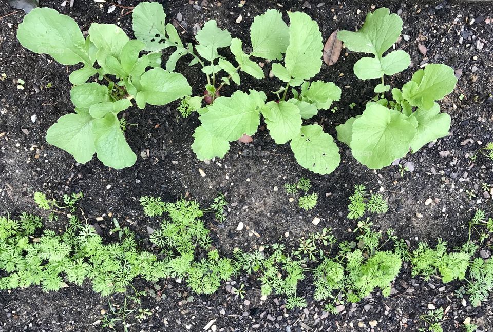 Vegetable Garden