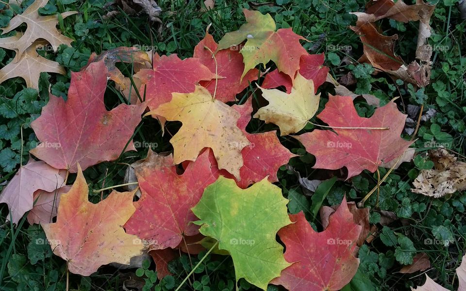 Stages of Tree Leaves Color Change in Autumn