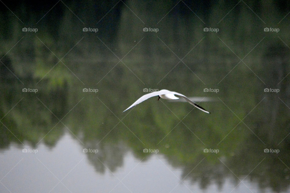 flight of seagulls over the river