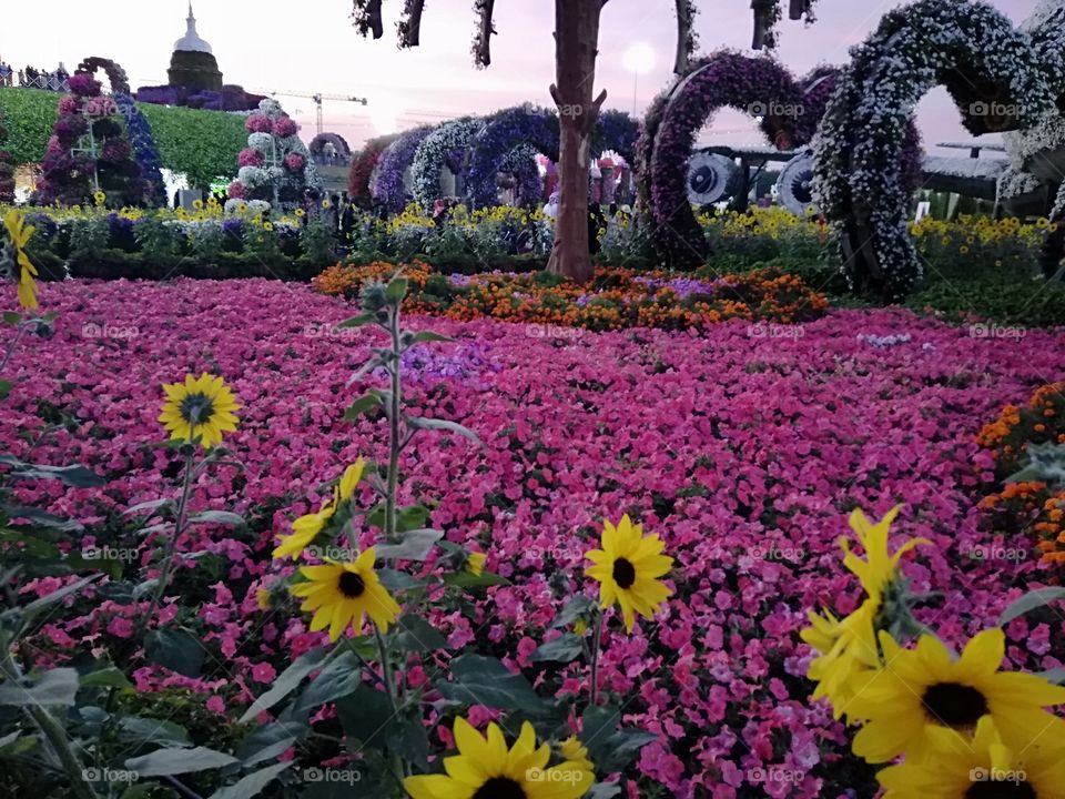 Dubai Miracle Garden