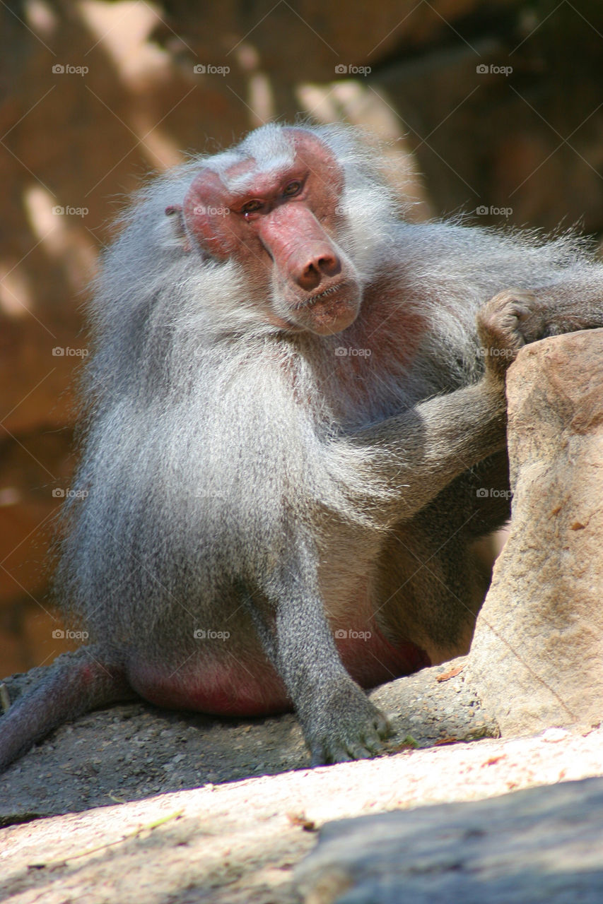 face eyes australia monkey by kshapley