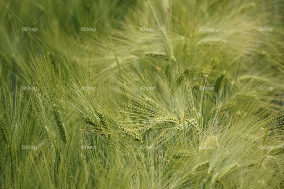 Wheat blowing about in the wind 