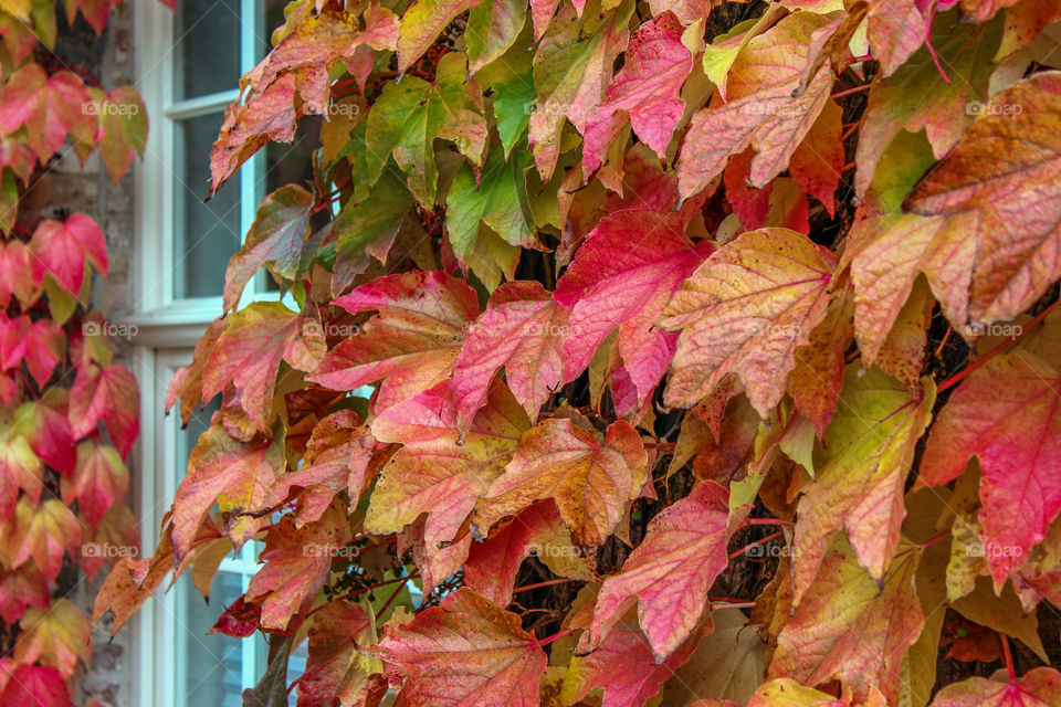 Autumn leaves and a window 