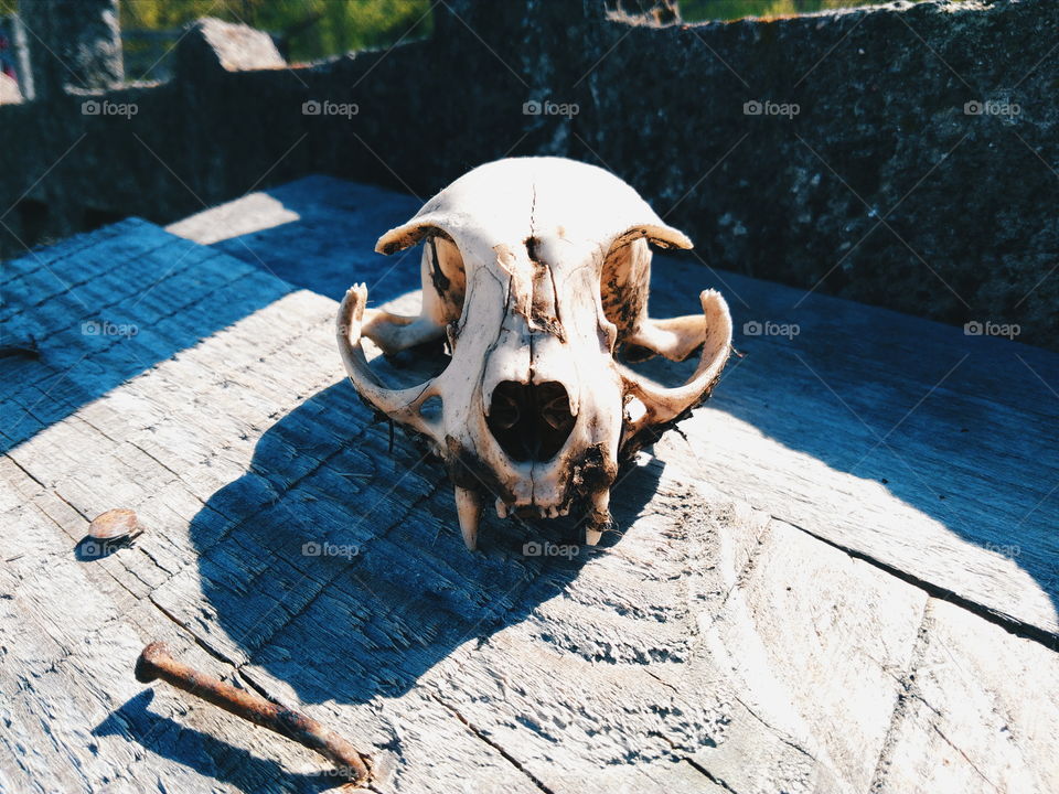 dog skull