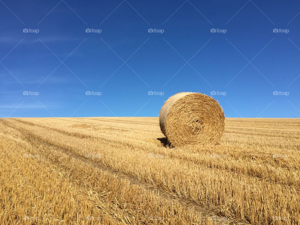 Wheat, Straw, Cereal, Rye, Hay