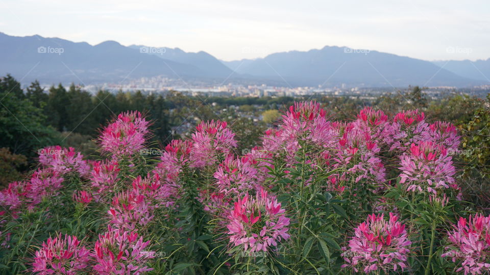 Flowers at Queen Elizabeth Park in Vancouver