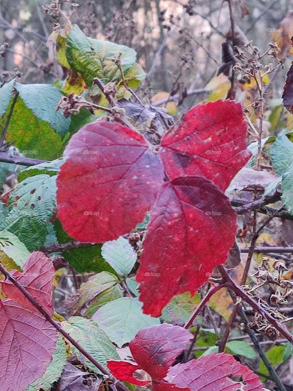 Bushes with red and green leaves