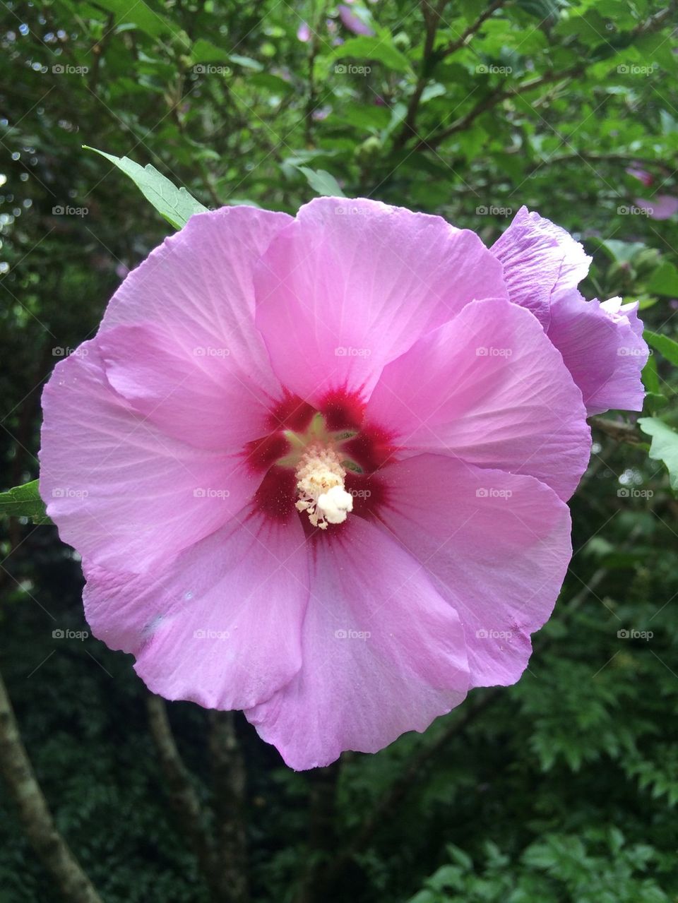 Rose of Sharon