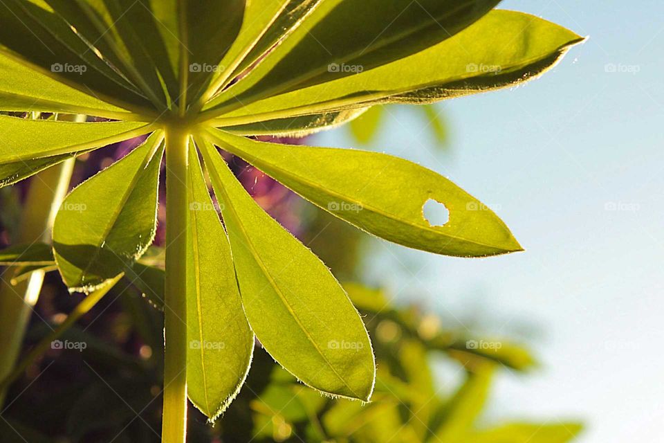 Green plant from below