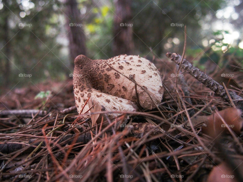Close-up of a mushroom