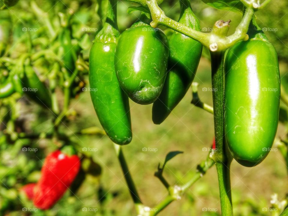 Fresh Peppers In The Garden. Jalapeño Peppers Fresh On The Vine
