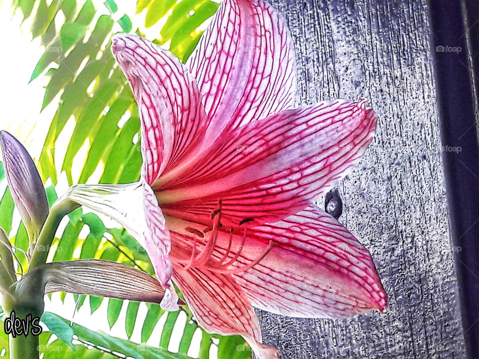 The flower that smells the sweetest is shy and lowly

— William Wordsworth