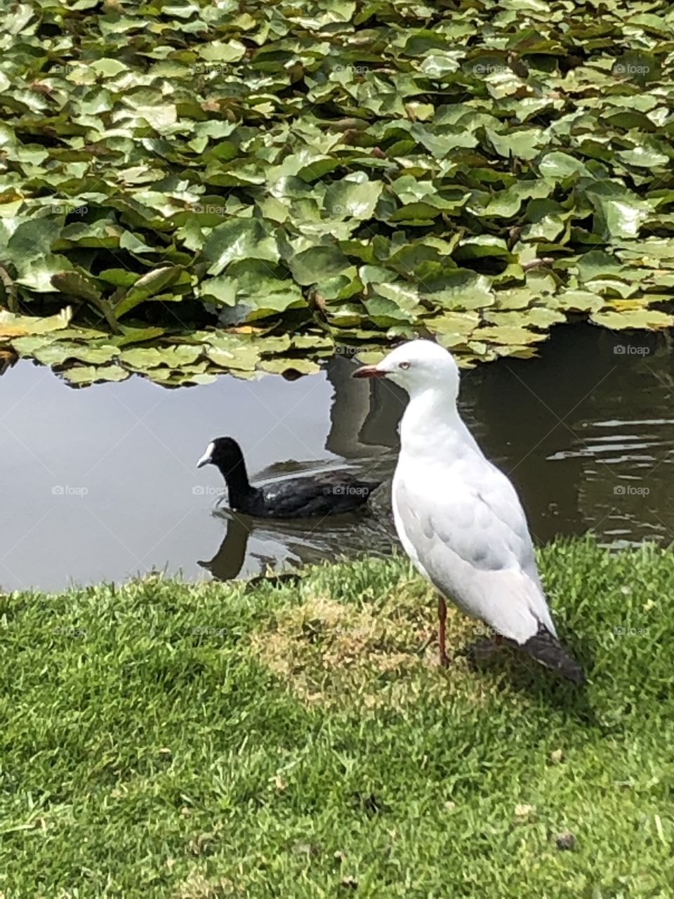 A white bird on the lawn and a black bird in the pond