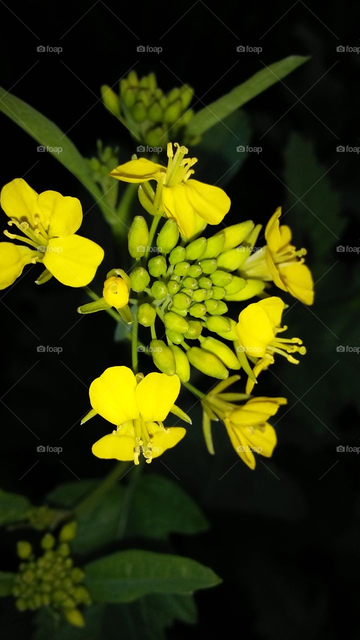 Mustard flowers in bloom