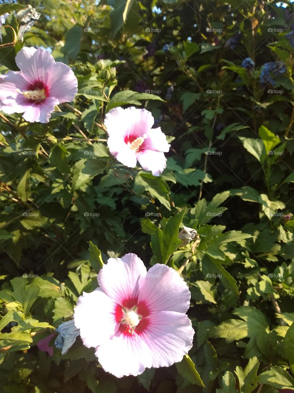 Editor's Choice - Photo of the Week