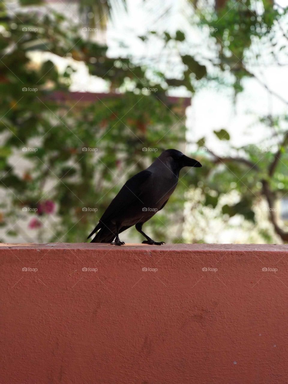 crow