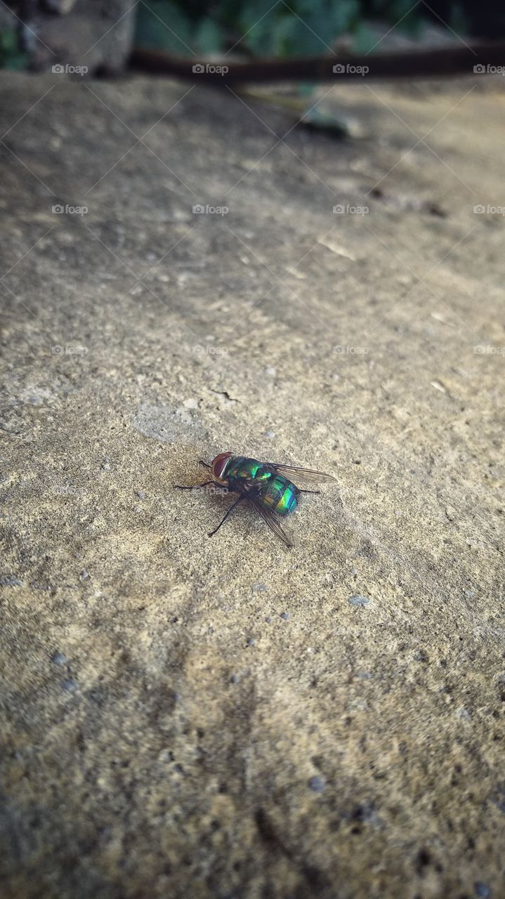 common green bottlefly