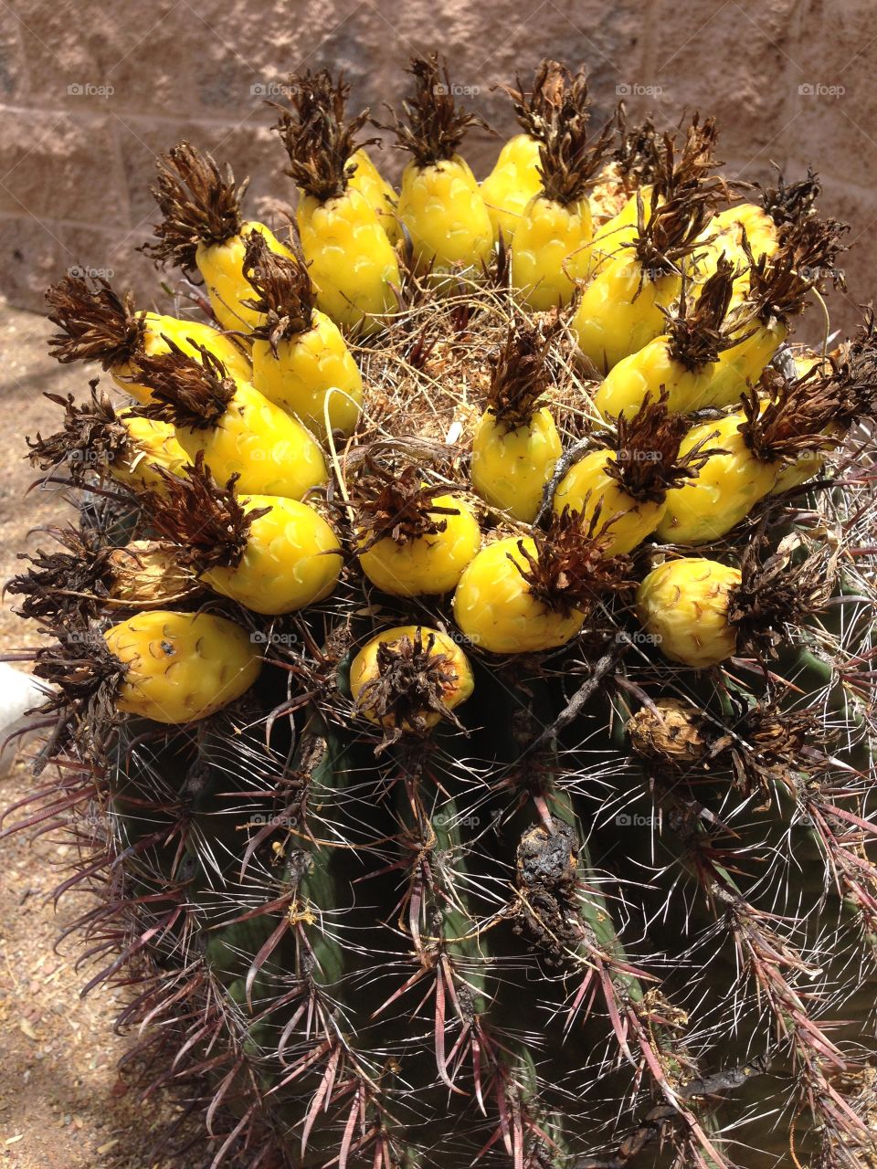 Yellow dream. Yellow cactus