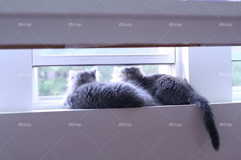 Cat, Window, Portrait, Pet, Mammal