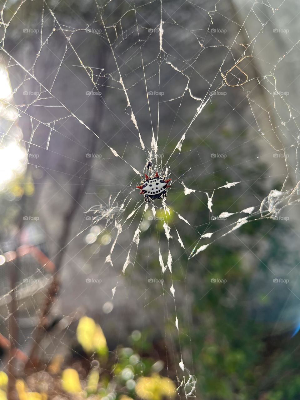 A spinybacked orbweaver enjoys a sunny afternoon in Charleston, South Carolina 