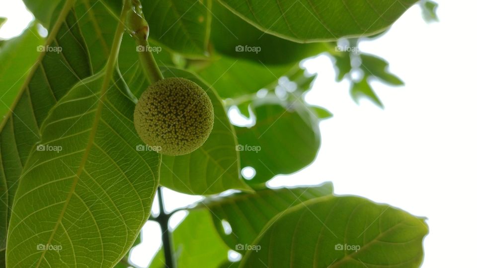 Fruit of
Neolamarckia cadamba
burflower-tree
Many medicinal uses according to
Ayurveda