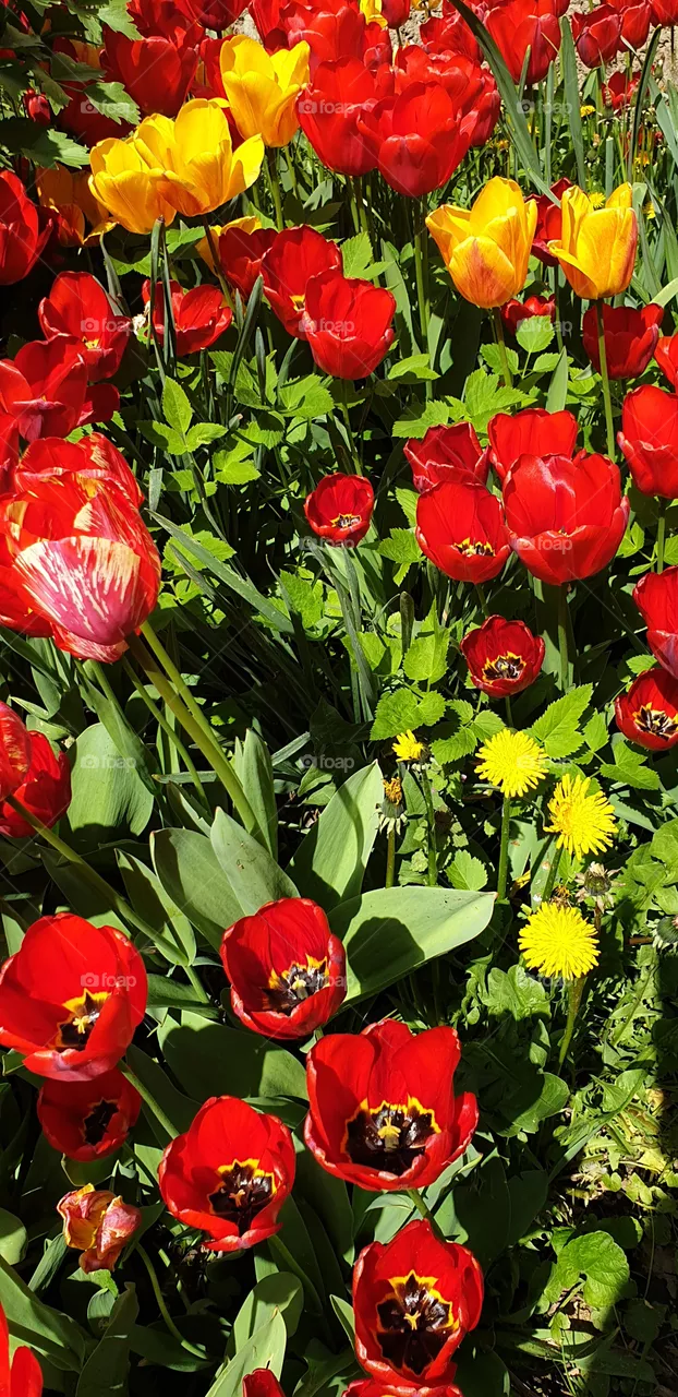 tulips