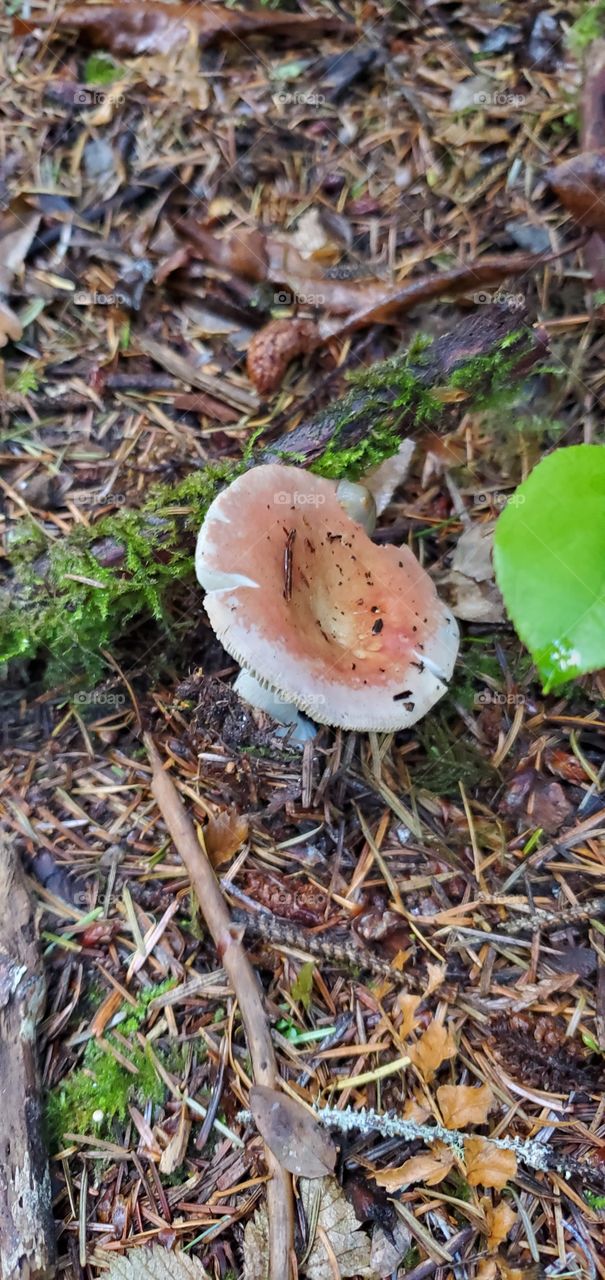 Mushroom outside in Oregon
