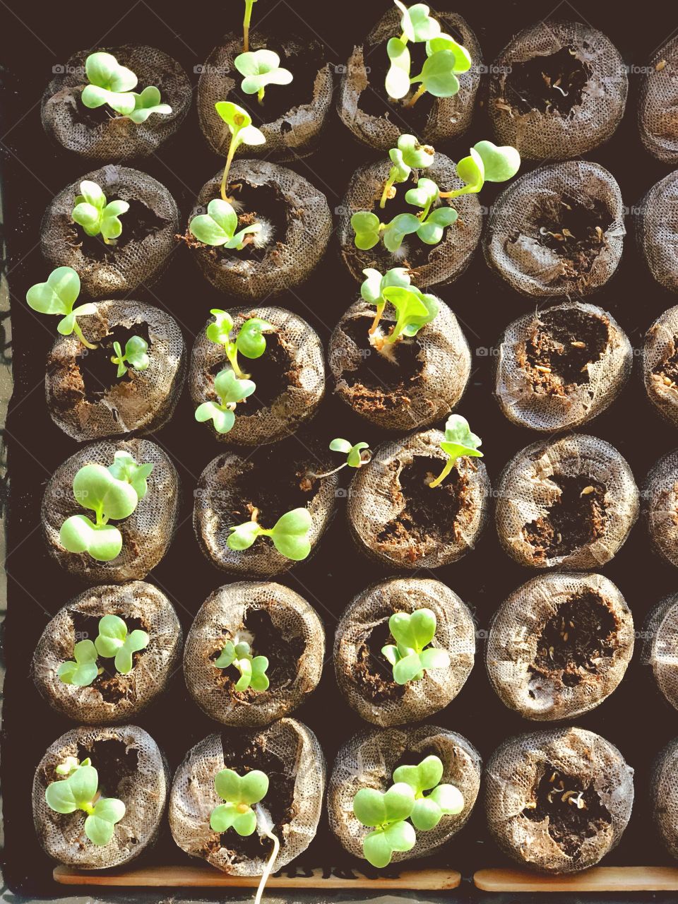  Seedlings 