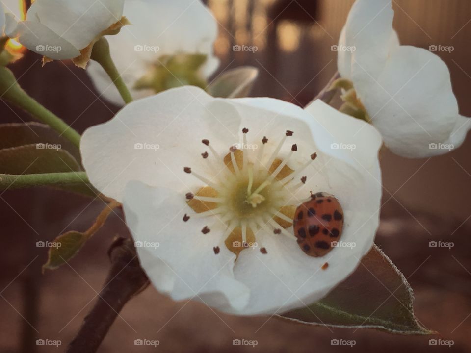 Lady in a Bloom