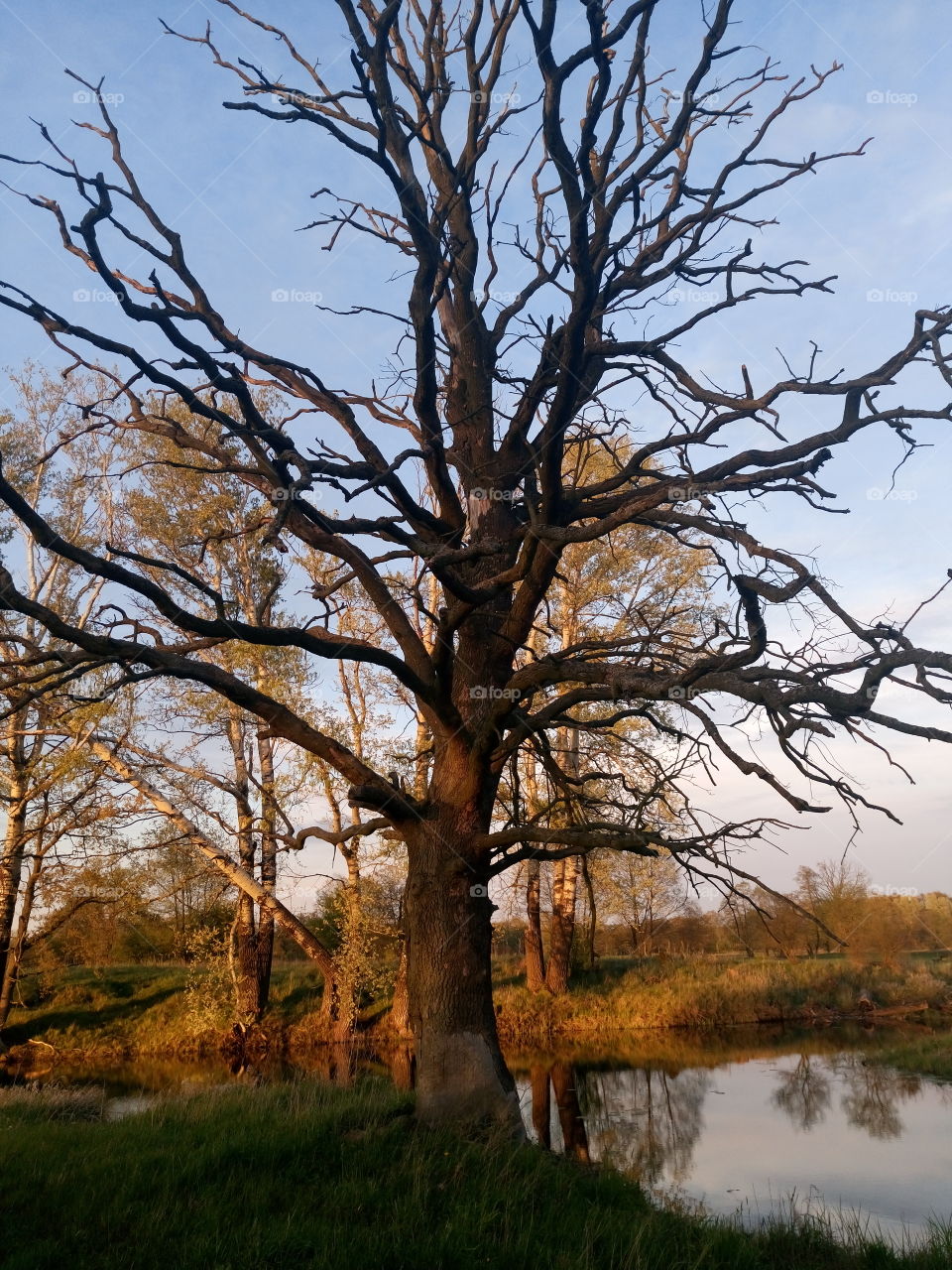 polish nature |trees at river pools,  evenig red light