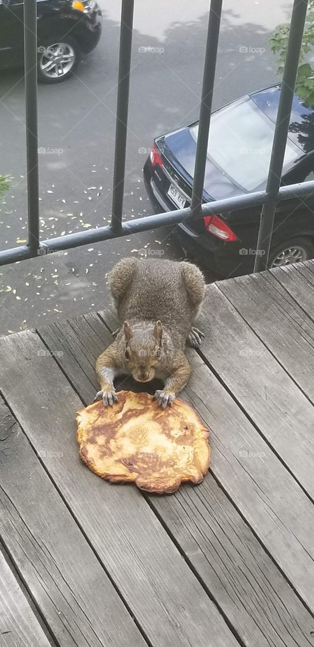 Fun Animal #squirrel #pancake #food #animal #pet #pic #foapmission #premiummission #foapers #home #hungry