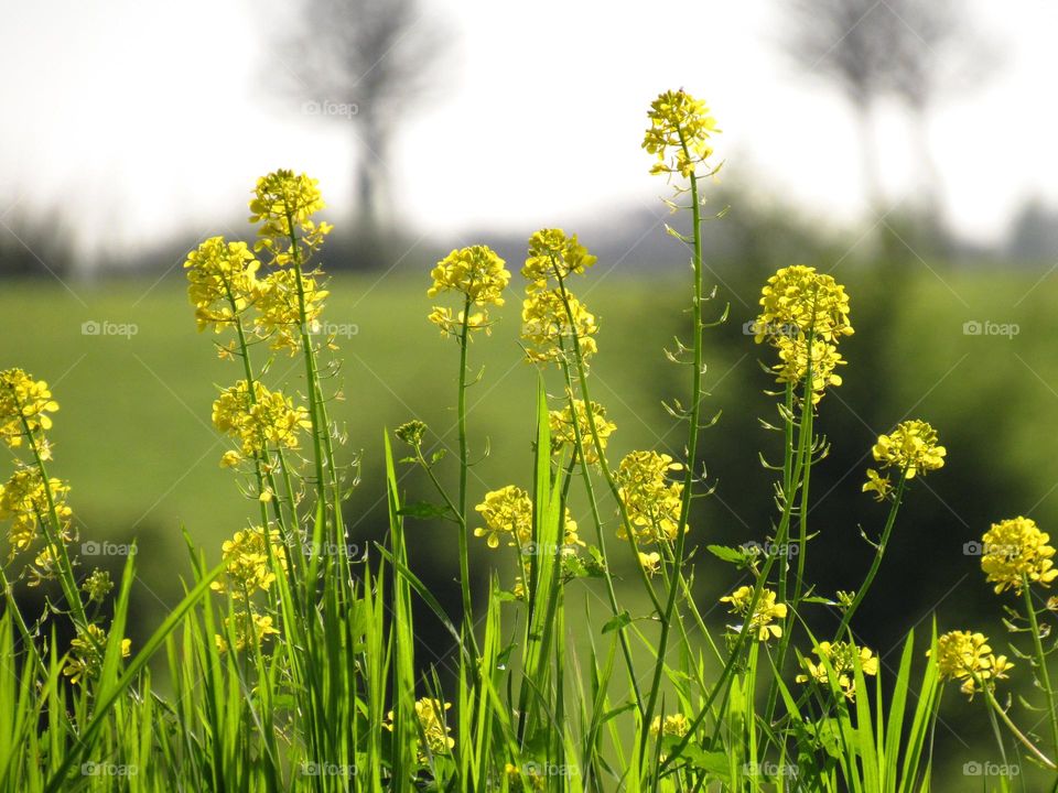 Close-up of flowering plant