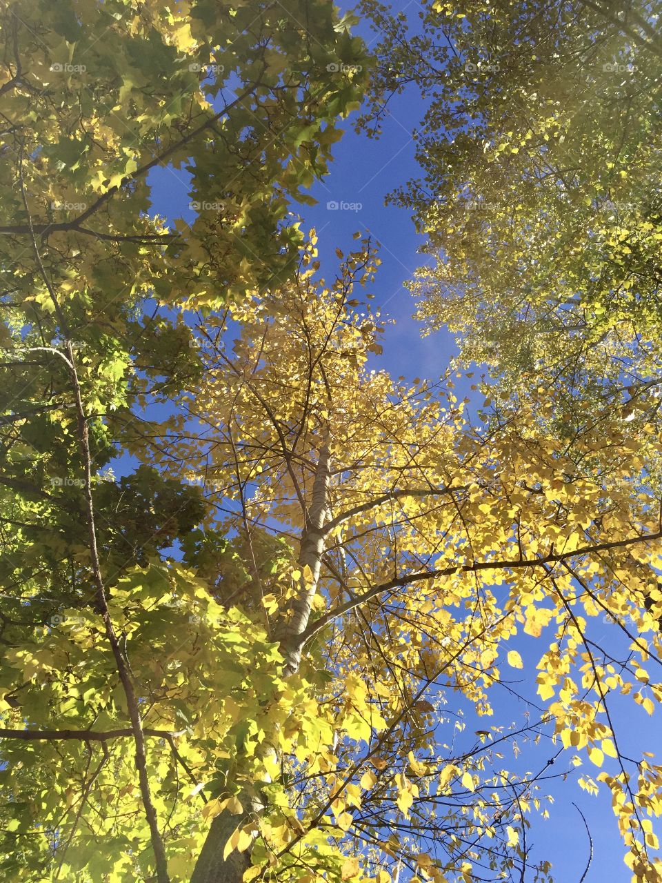 look from the bottom up. Yellow autumn foliage against a blue sky. Golden autumn.